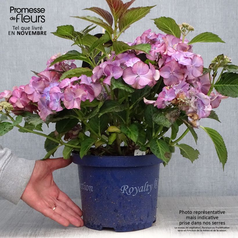 Hortensia - Hydrangea macrophylla Tiffany Pot de 4L/5L sample as delivered in autumn