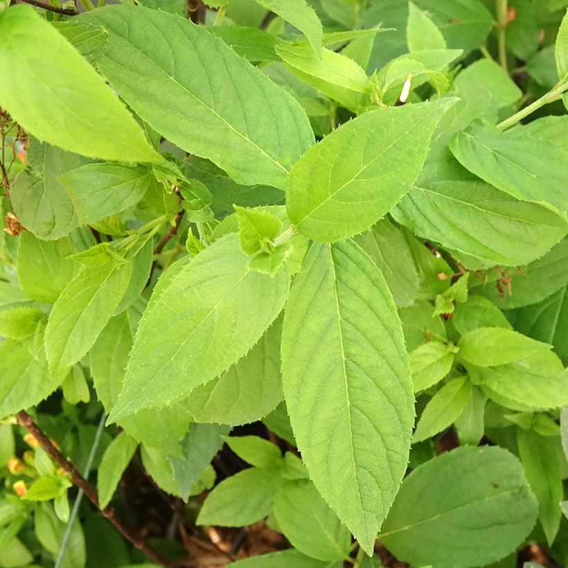 Hydrangea paniculata Graffiti (Foliage)