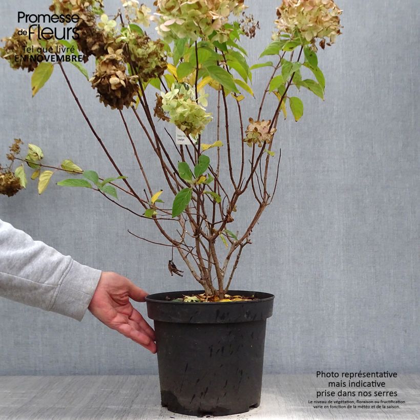 Hortensia - Hydrangea paniculata Limelight en pot de 6L/7L sample as delivered in autumn