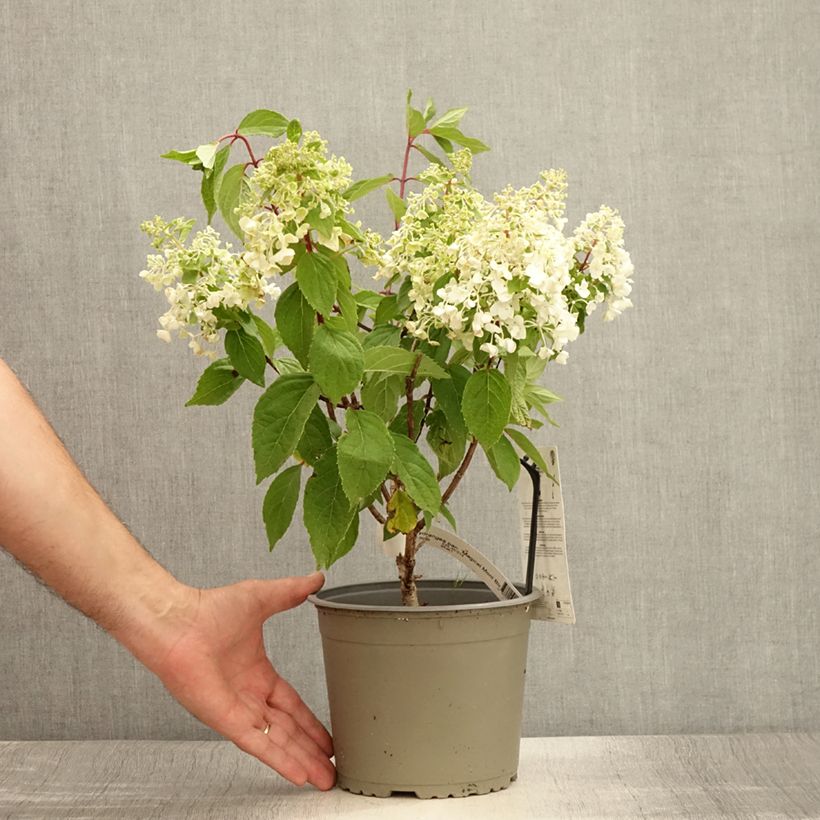 Hydrangea paniculata Magical Mont Blanc - Hortensia paniculé Pot de 3L/4LHauteur livrée env. 30/40cm sample as delivered in summer