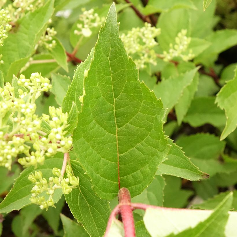 Hydrangea paniculata Pinkachu (Foliage)