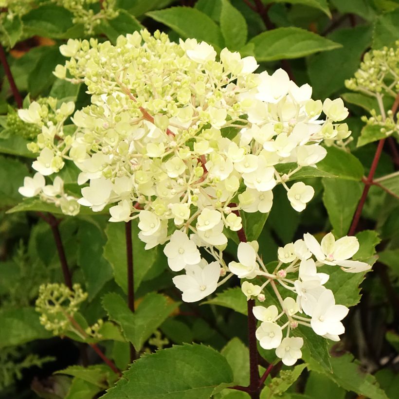 Hydrangea paniculata Pinkachu (Flowering)