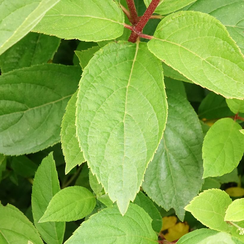 Hydrangea paniculata Unique (Foliage)