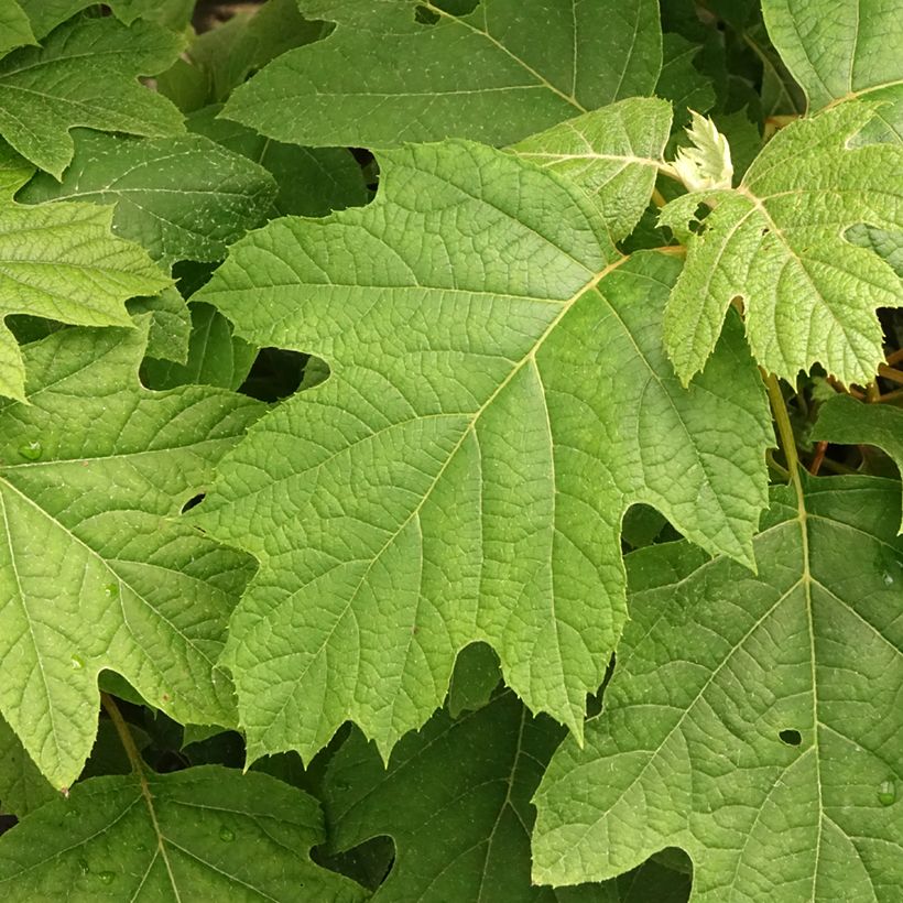 Hydrangea quercifolia Snowflake (Foliage)