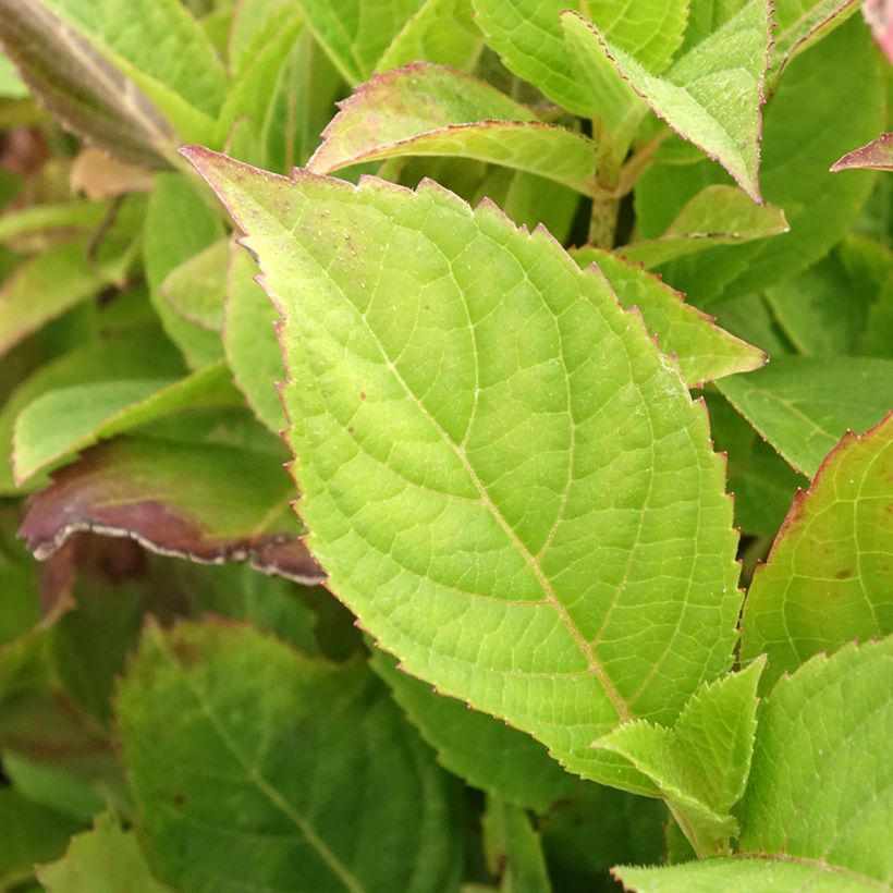 Hydrangea serrata Cotton Candy - Mountain Hydrangea (Foliage)