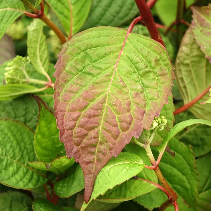 Hydrangea serrata Klaveren - Mountain Hydrangea (Foliage)