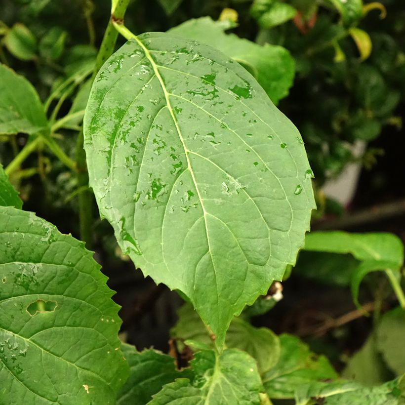 Hydrangea serrata Vicomte de Kerlot - Mountain Hydrangea (Foliage)