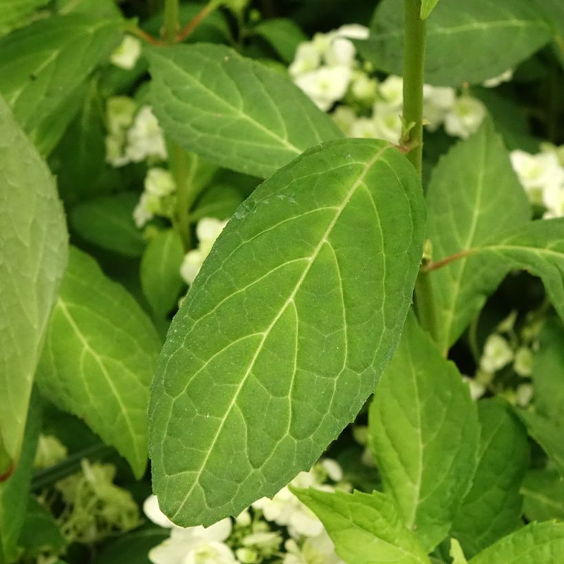 Hydrangea serrata White on White - Mountain Hydrangea (Foliage)