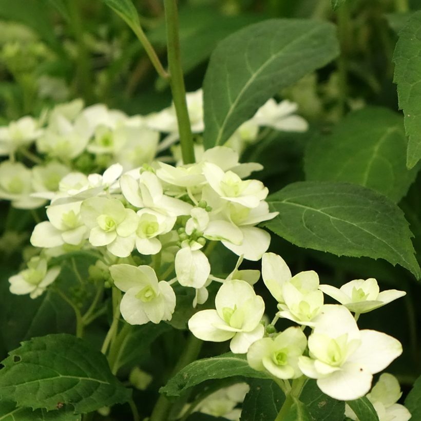 Hydrangea serrata White on White - Mountain Hydrangea (Flowering)