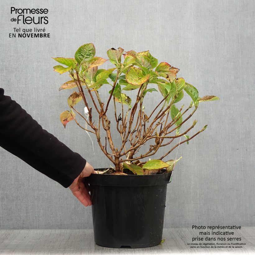 Hortensia macrophylla King George V en pot de 7,5l/10l sample as delivered in autumn