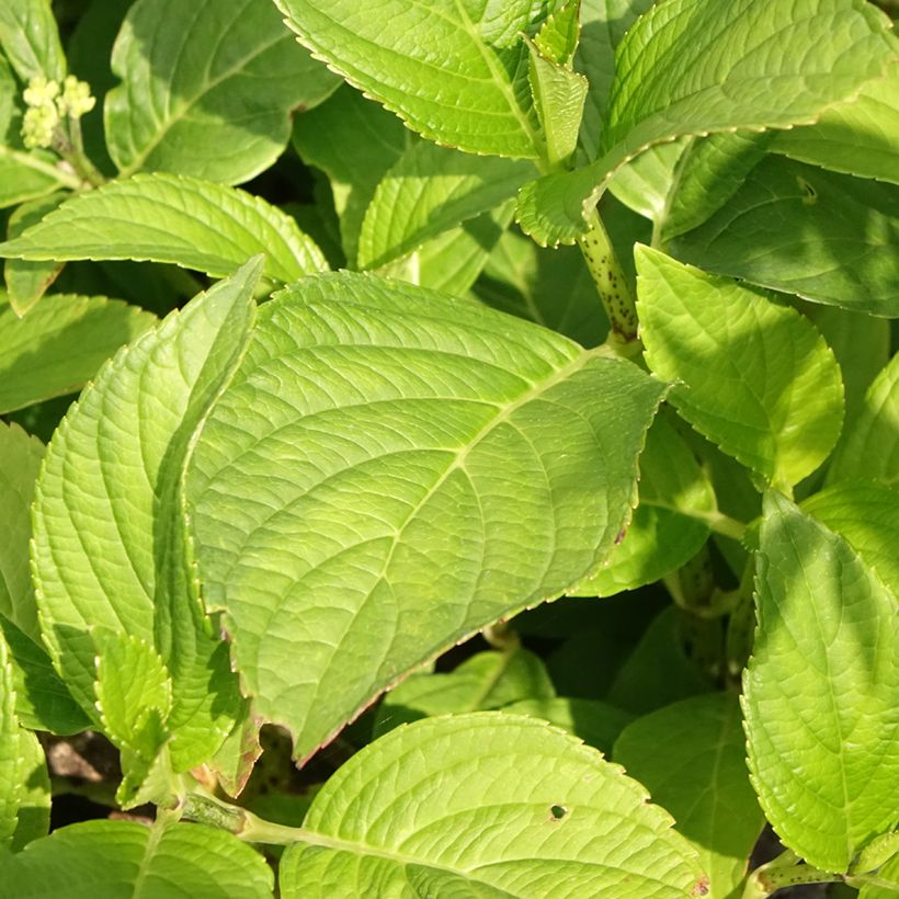 Hydrangea macrophylla Stellar Bleu (Foliage)