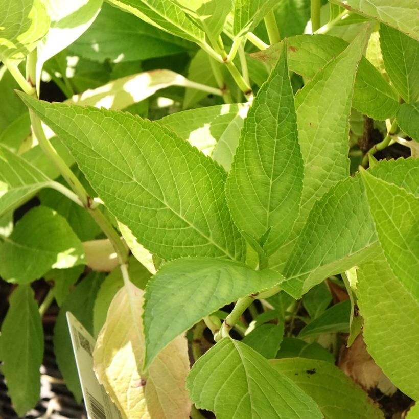 Hydrangea macrophylla White Wave (Foliage)