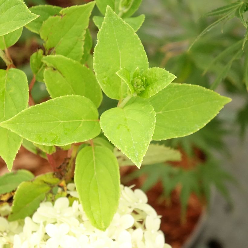 Hydrangea paniculata Tardiva (Foliage)