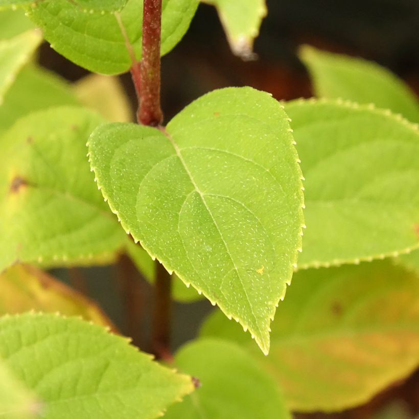 Hydrangea paniculata Pandora (Foliage)