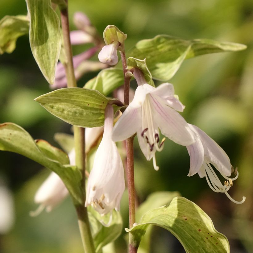 Hosta fortunei Allegan Fog (Flowering)