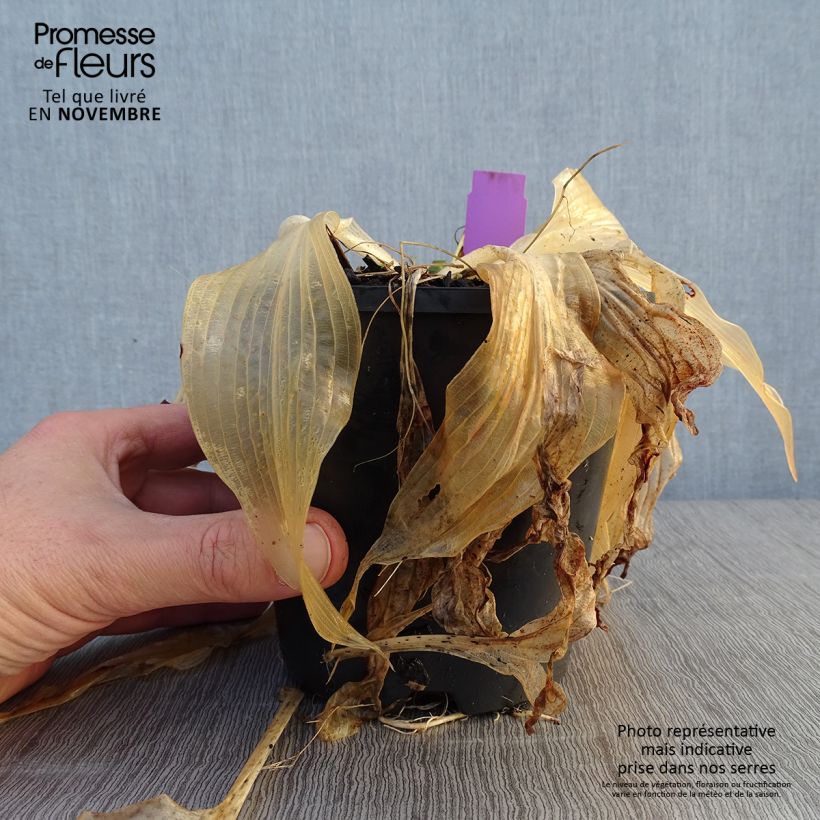 Hosta Amalia Pot de 1,5L/2L sample as delivered in autumn