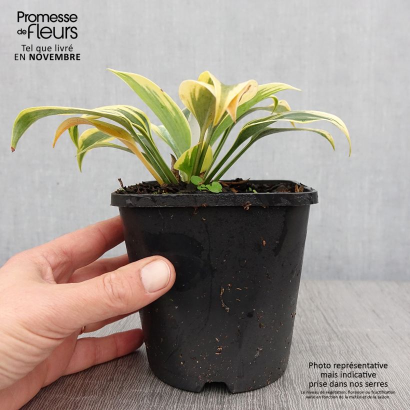 Hosta Autumn Frost Pot de 1,5L/2L sample as delivered in autumn