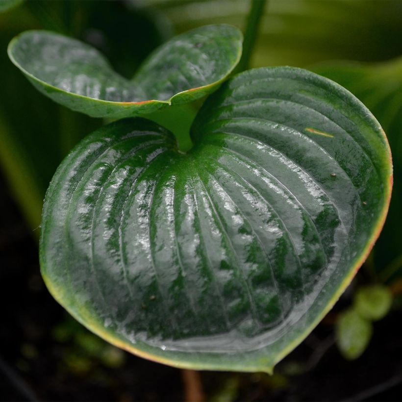 Hosta Big Daddy (Foliage)