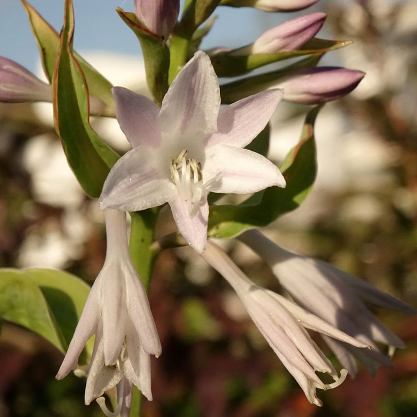 Hosta Blue Flame (Flowering)