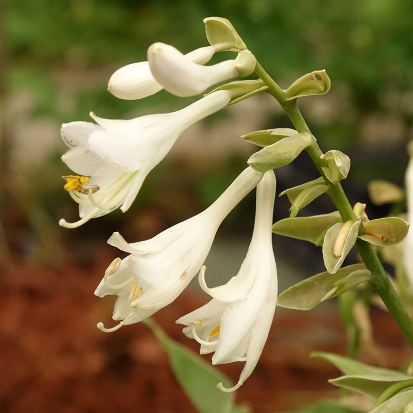 Hosta Bressingham Blue (Flowering)