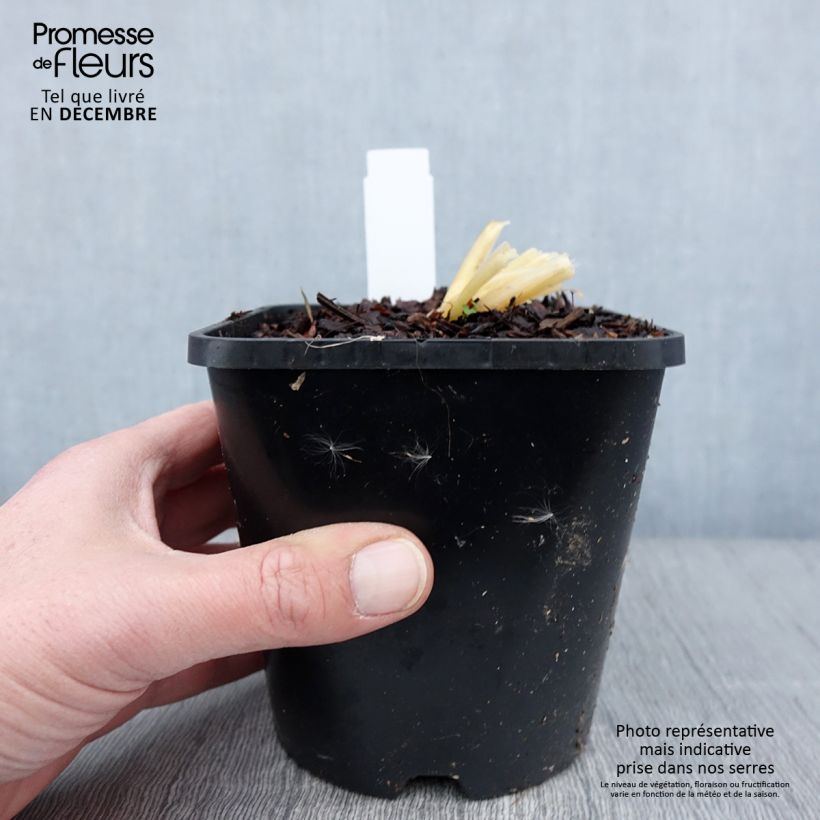 Hosta Bridal Falls Pot de 1,5L/2L sample as delivered in autumn