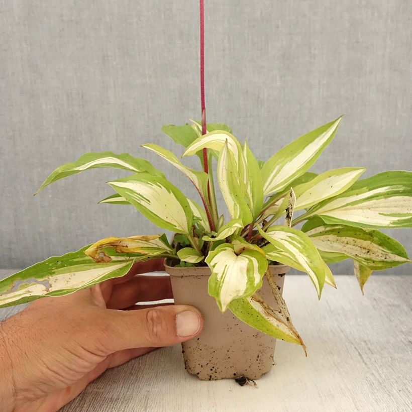 Hosta Cherry Berry Godet de 9cm sample as delivered in summer