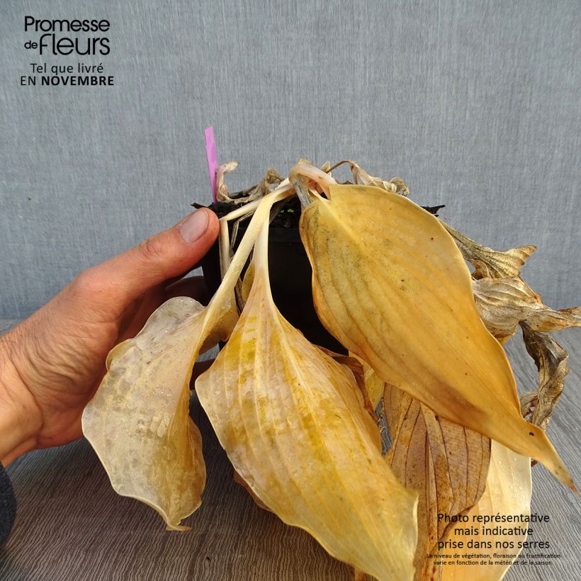 Hosta Diamond Lake Pot de 1,5L/2L sample as delivered in autumn