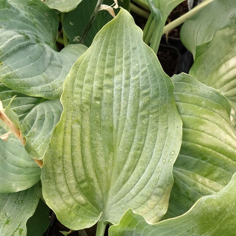 Hosta Diamond Lake (Foliage)