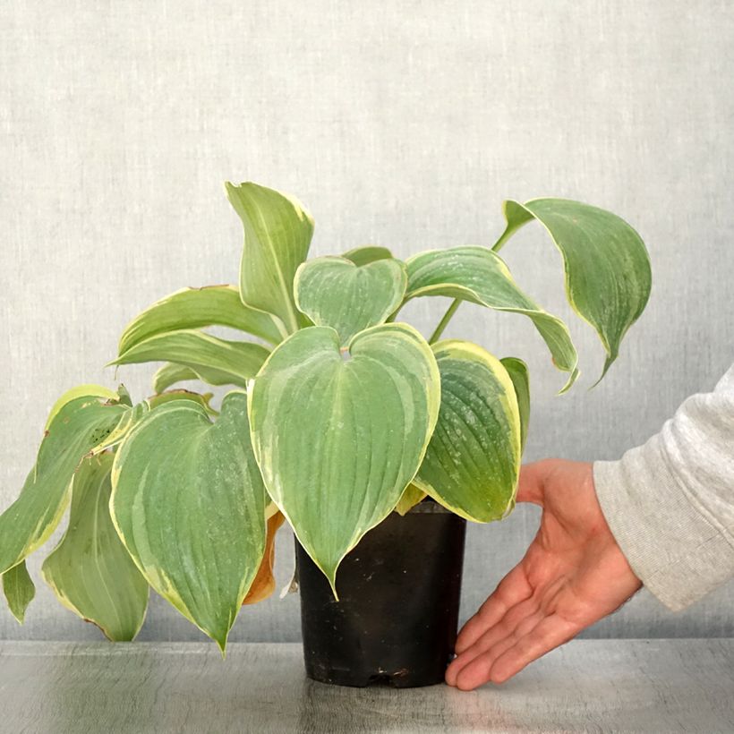 Hosta Earth Angel - Pot de 1,5L/2L sample as delivered in autumn