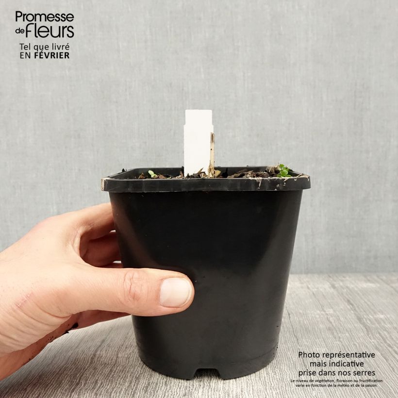 Hosta Enterprise Pot de 1,5L/2L sample as delivered in winter