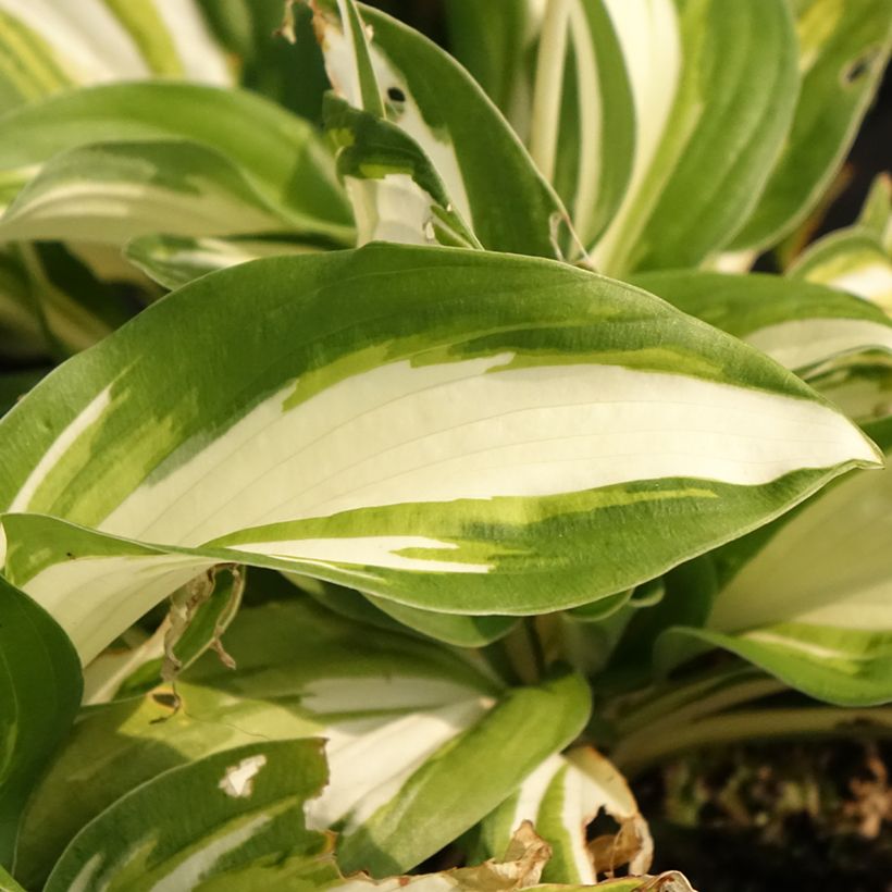 Hosta Enterprise (Foliage)