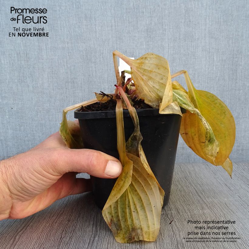 Hosta First Blush Pot de 1,5L/2L sample as delivered in autumn