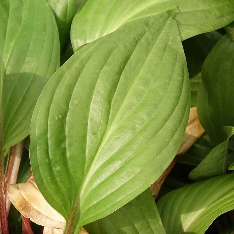 Hosta First Blush (Foliage)