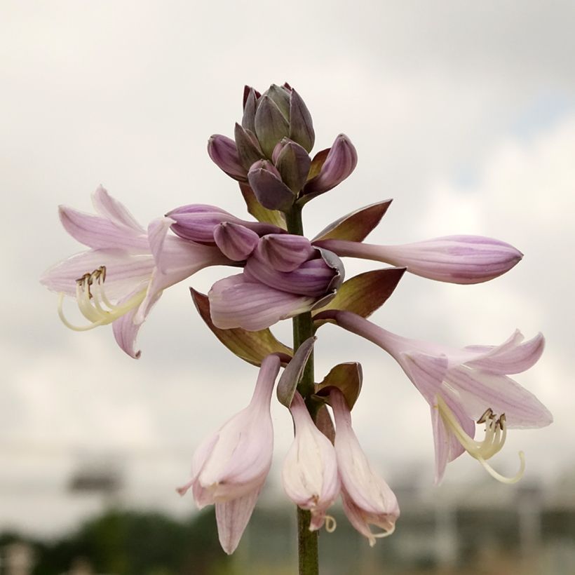 Hosta fortunei Gold Standard (Foliage)