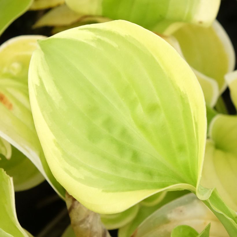 Hosta Fragrant Bouquet (Foliage)