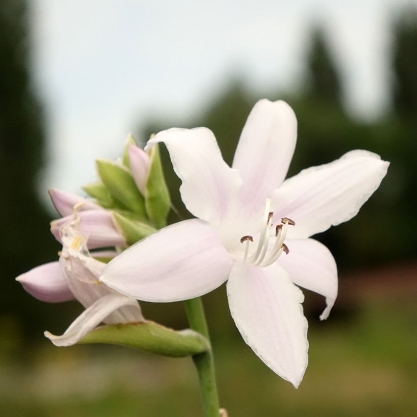 Hosta Fragrant Bouquet (Flowering)