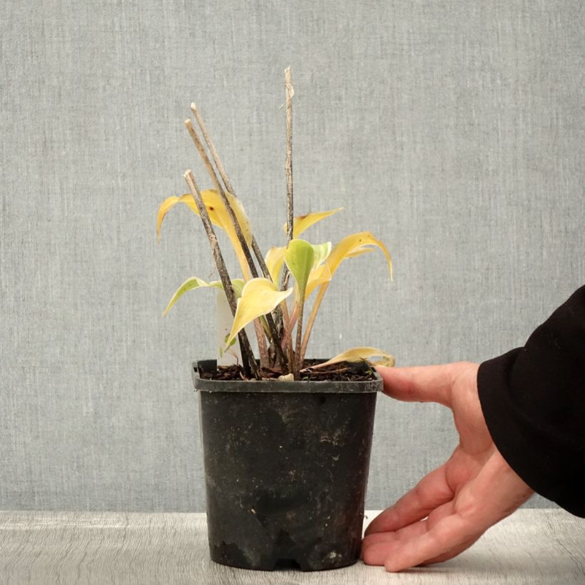 Hosta Frosted Raspberry - Pot de 1,5L/2L sample as delivered in autumn