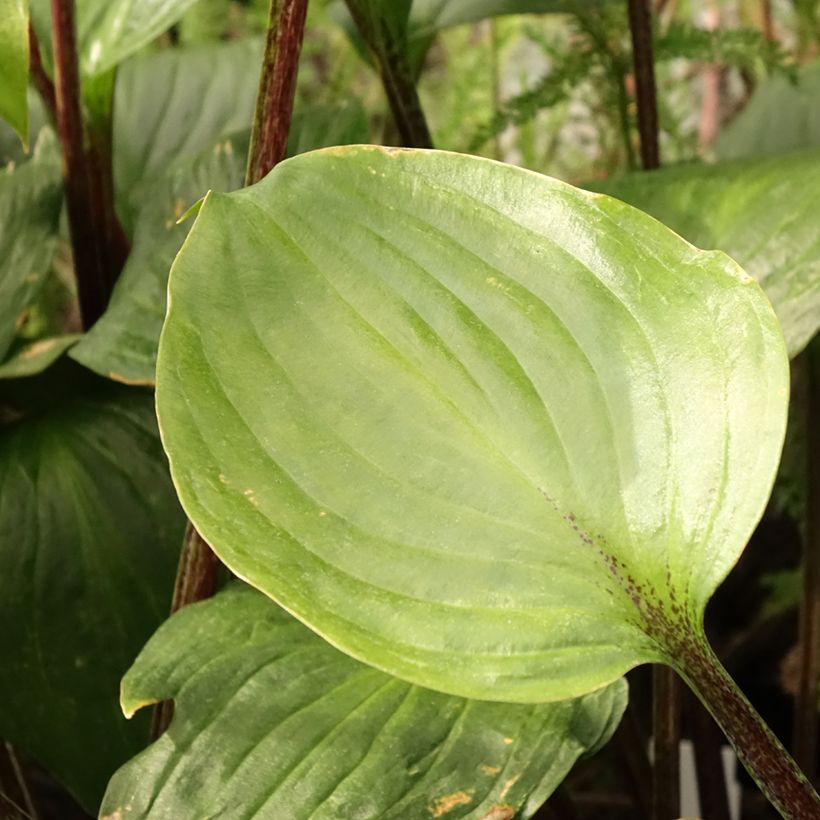 Hosta Gooseberry Sundae (Foliage)