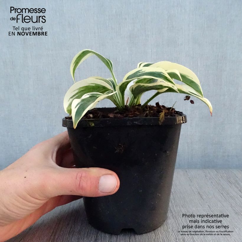 Hosta Great Escape Pot de 1,5L/2L sample as delivered in autumn