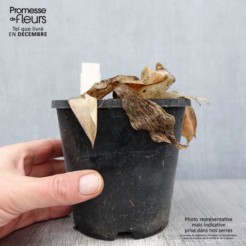 Hosta Halcyon en pot de 1.5L/2L sample as delivered in autumn