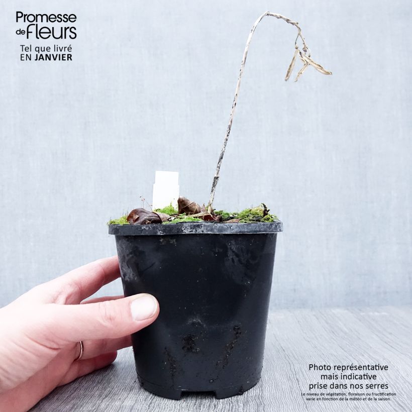 Hosta Hans - Pot de 1,5L/2L sample as delivered in winter