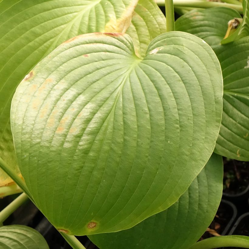 Hosta Jurassic Park (Foliage)