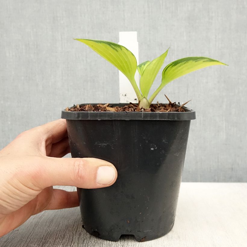 Hosta Justine Pot de 1,5L/2L sample as delivered in spring