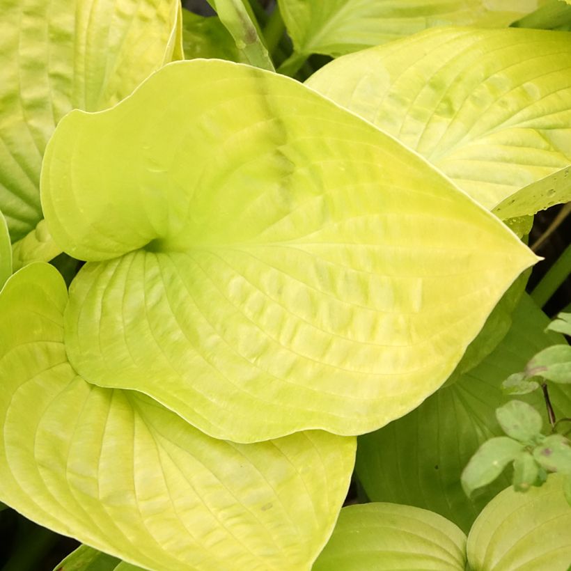 Hosta Ki Ren Jyaku (Foliage)