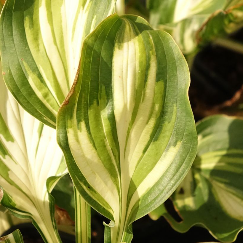 Hosta Lakeside Paisley Print (Foliage)