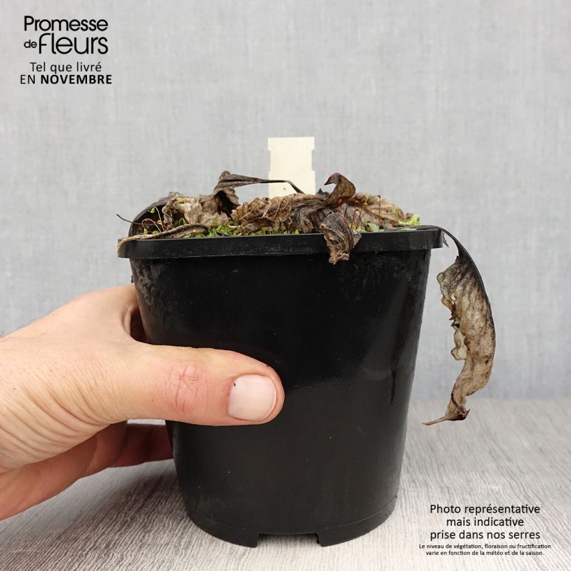 Hosta Lakeside Prophecy Fulfilled Pot de 1,5L/2L sample as delivered in autumn