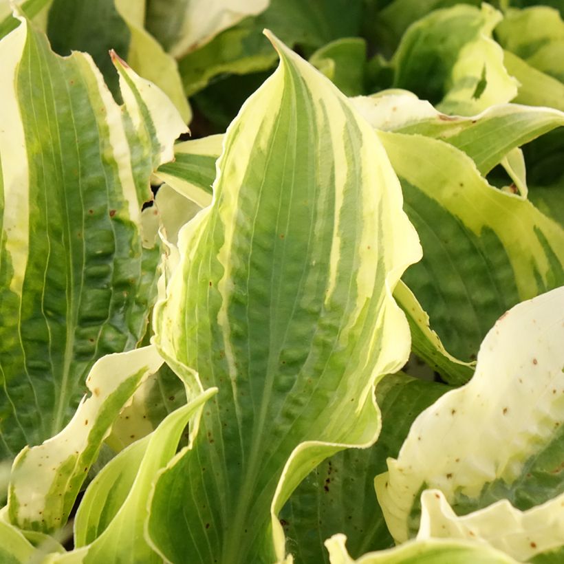 Hosta Lakeside Prophecy Fulfilled (Foliage)