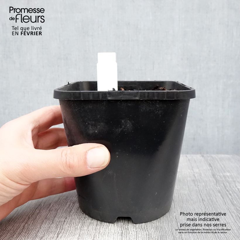 Hosta Mighty Mouse Pot de 1,5L/2L sample as delivered in winter