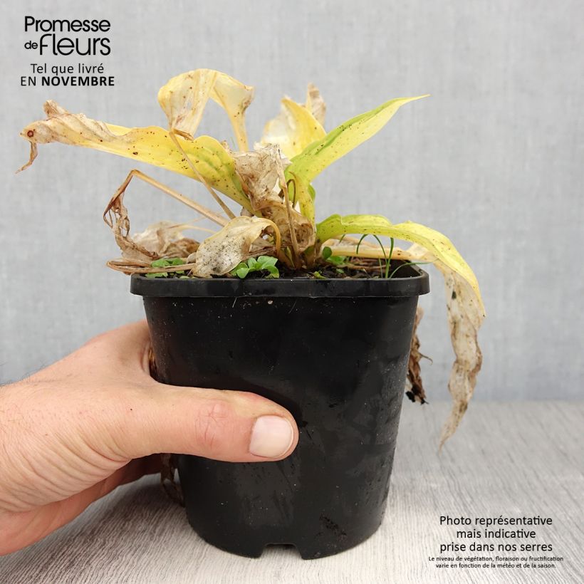 Hosta Orange Marmelade Pot de 1,5L/2L sample as delivered in autumn