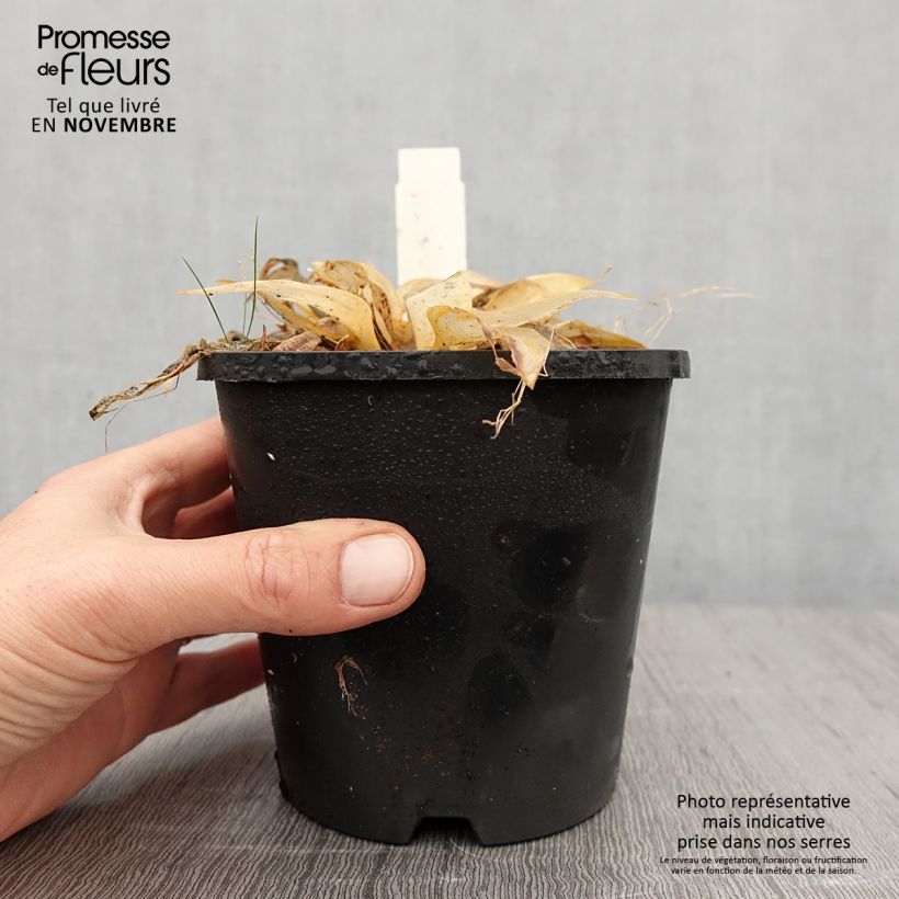 Hosta Orange Star Pot de 1,5L/2L sample as delivered in autumn